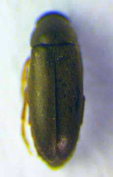 Image of <i>Anaspis pulicaria</i>