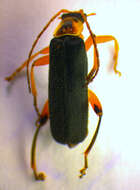 Image of <i>Cantharis fusca</i>