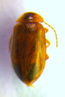 Image of <i>Microcara testacea</i>