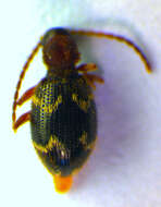 Image of <i>Ptinus rufipes</i>