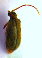 Image of <i>Ptinus rufipes</i>