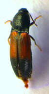 صورة <i>Ampedus balteatus</i>