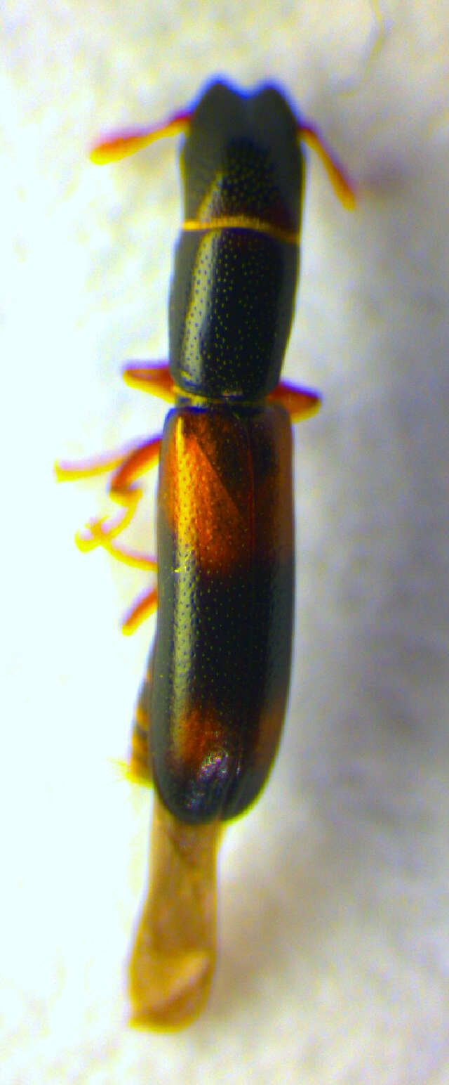 Image of <i>Nemozoma elongatum</i>