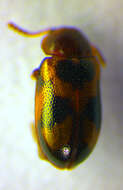 Слика од <i>Tetratoma ancora</i>