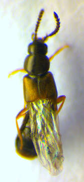 Image of Atheta (Atheta) euryptera (Stephens 1832)