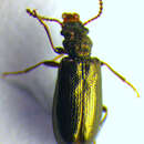 Image de <i>Rabocerus gabrieli</i>