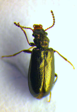 Image of <i>Rabocerus gabrieli</i>