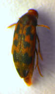 Image of <i>Orchesia undulata</i>