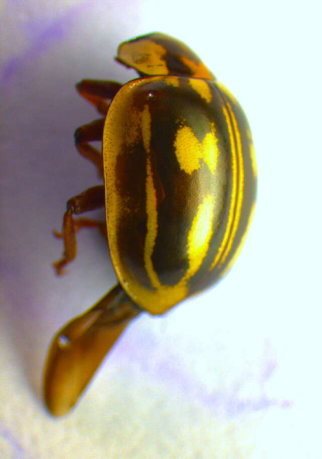 Image of Myzia oblongoguttata