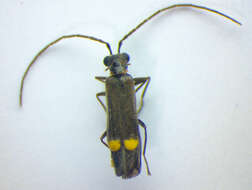 صورة <i>Malthodes marginatus</i>