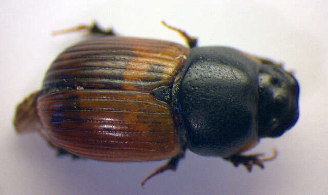 Image of Scarab beetle