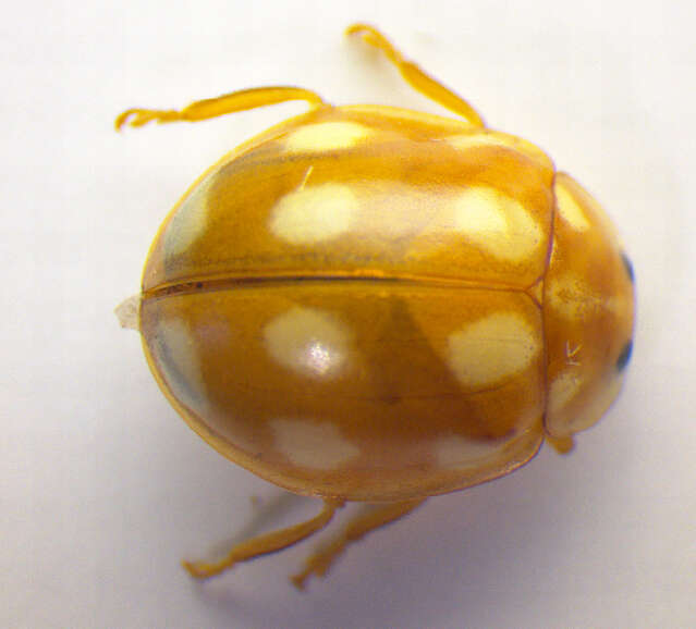 Image of <i>Calvia decemguttata</i>