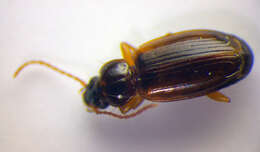 Image of Ground beetle