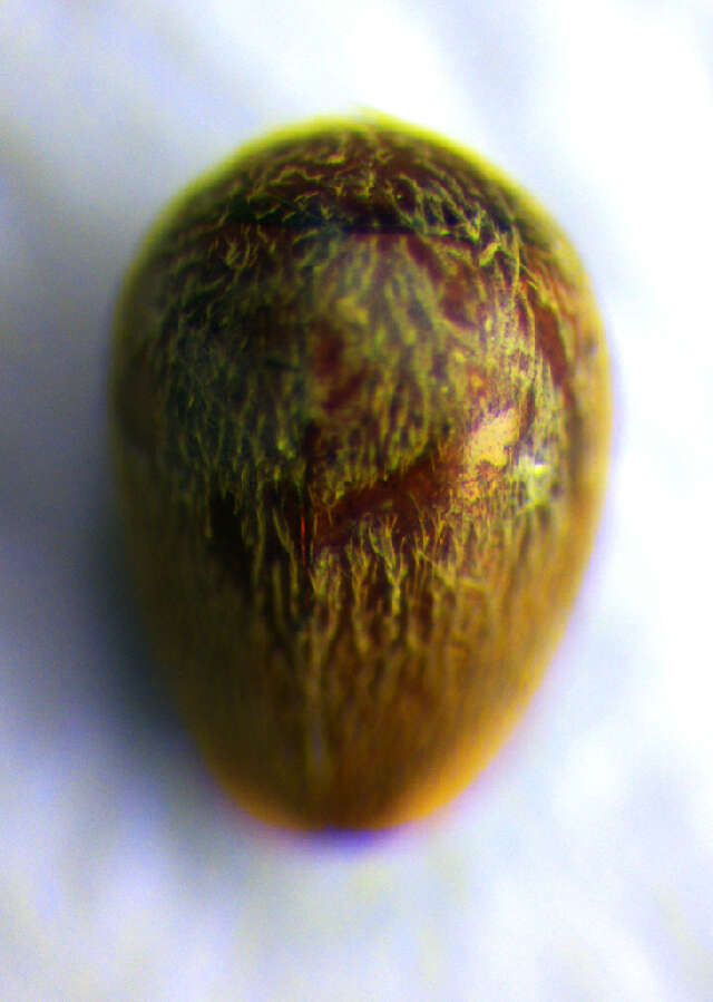 Image of <i>Calyptomerus dubius</i>