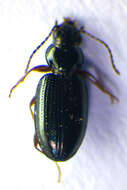 Plancia ëd Bembidion (Philochthus) lunulatum (Geoffroy ex Fourcroy 1785)