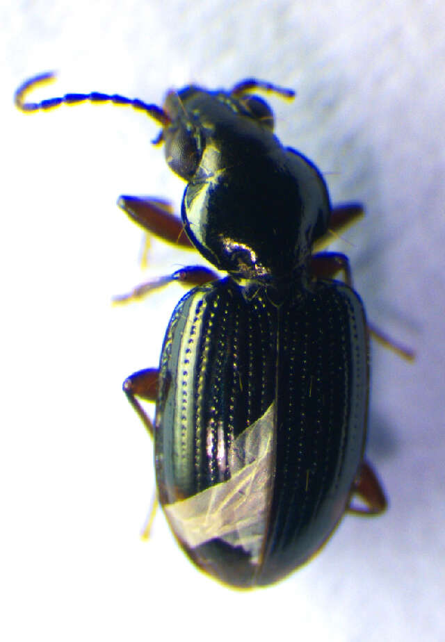 Plancia ëd Bembidion (Philochthus) lunulatum (Geoffroy ex Fourcroy 1785)