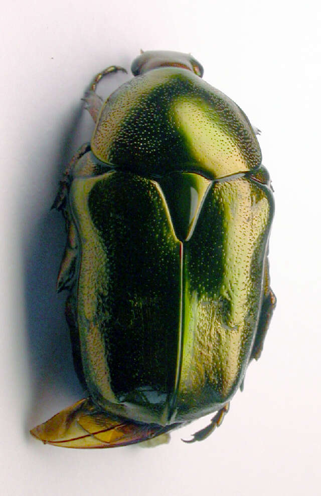 Image of Protaetia (Potosia) fieberi (Kraatz 1880)