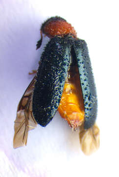 Image of <i>Dermestoides sanguinicollis</i>