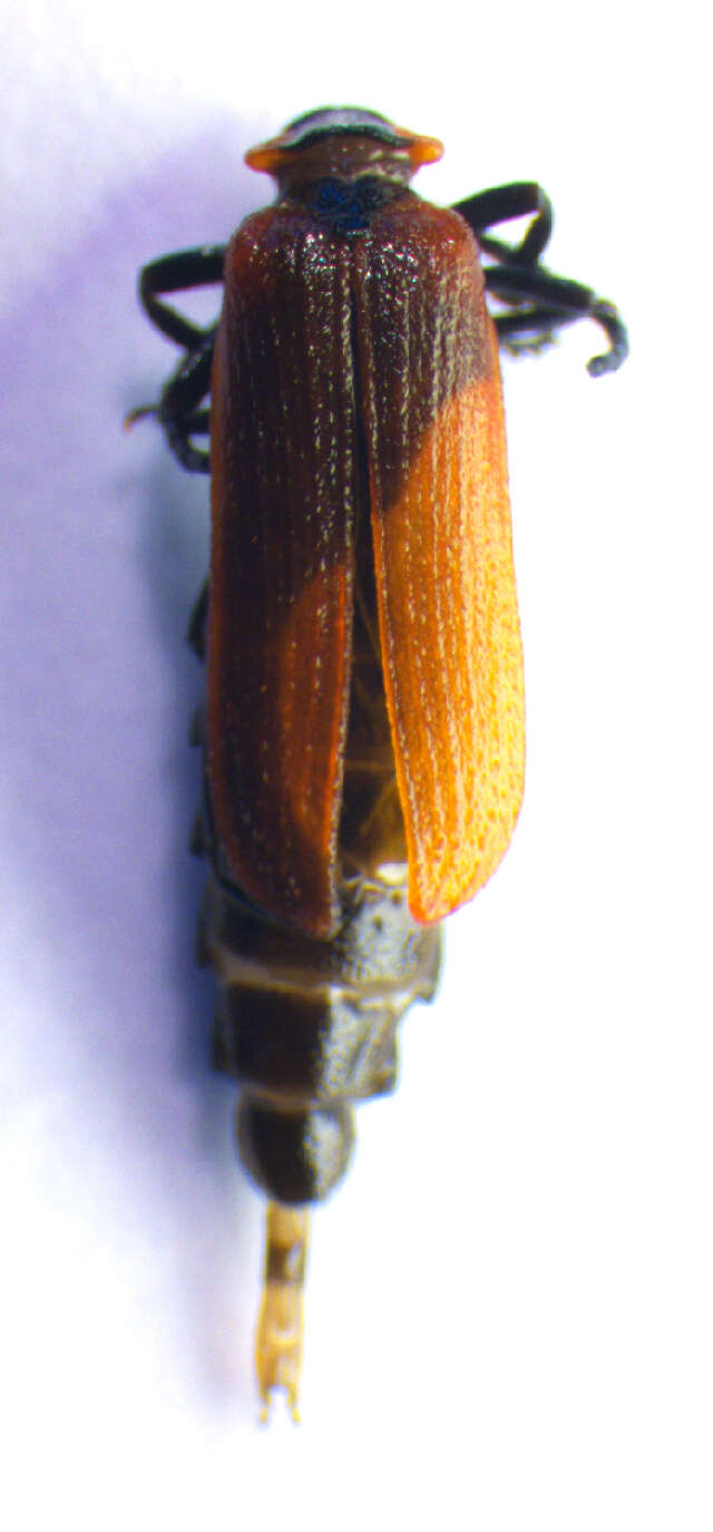 Image of <i>Lygistopterus sanguineus</i>