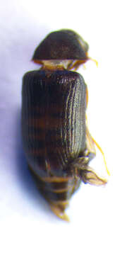 Image of <i>Xyletinus pectinatus</i>