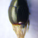 Image of Gnathoncus nidorum Stockmann 1957