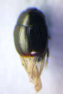Image of Gnathoncus nidorum Stockmann 1957