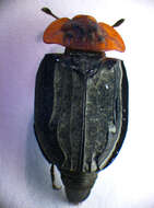 Image of Red-breasted Carrion Beetle