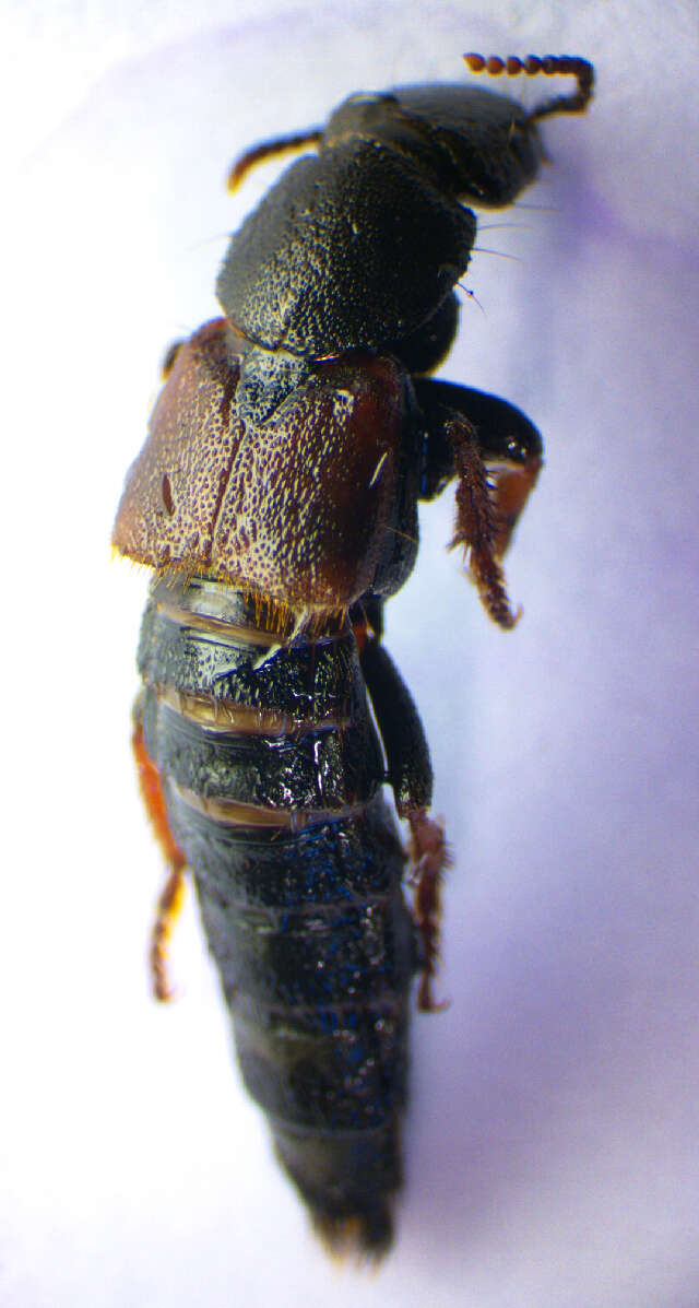 Image of Platydracus (Platydracus) chalcocephalus (Fabricius 1801)