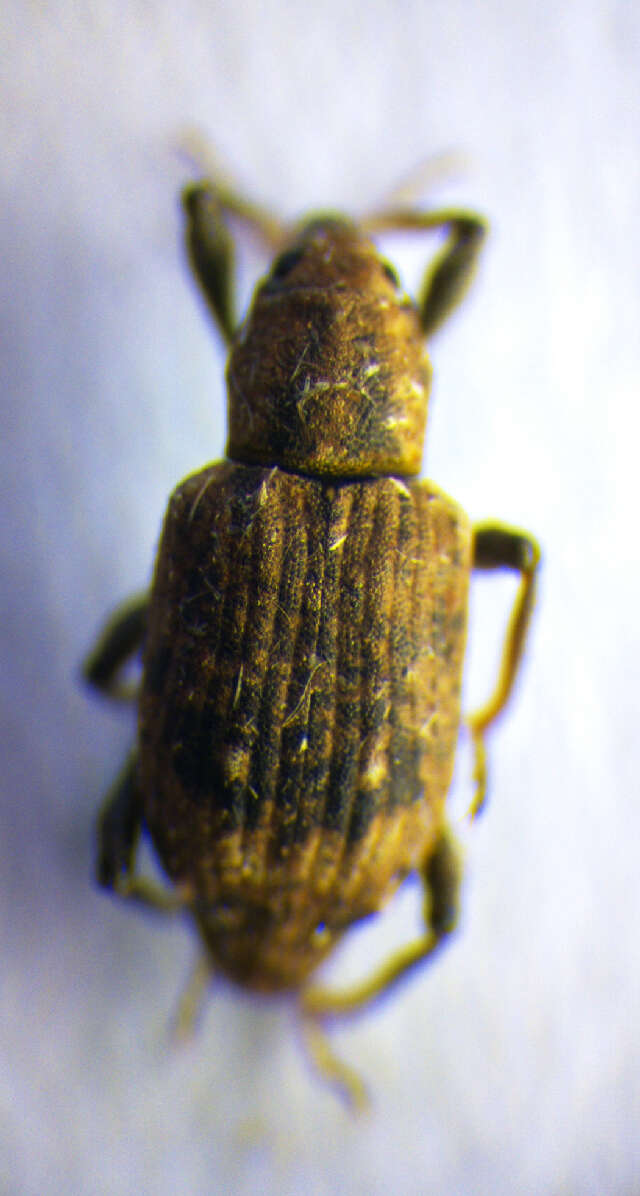 Bagous subcarinatus Gyllenhal 1836 resmi