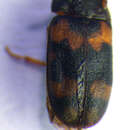 Sivun <i>Mycetophagus salicis</i> kuva