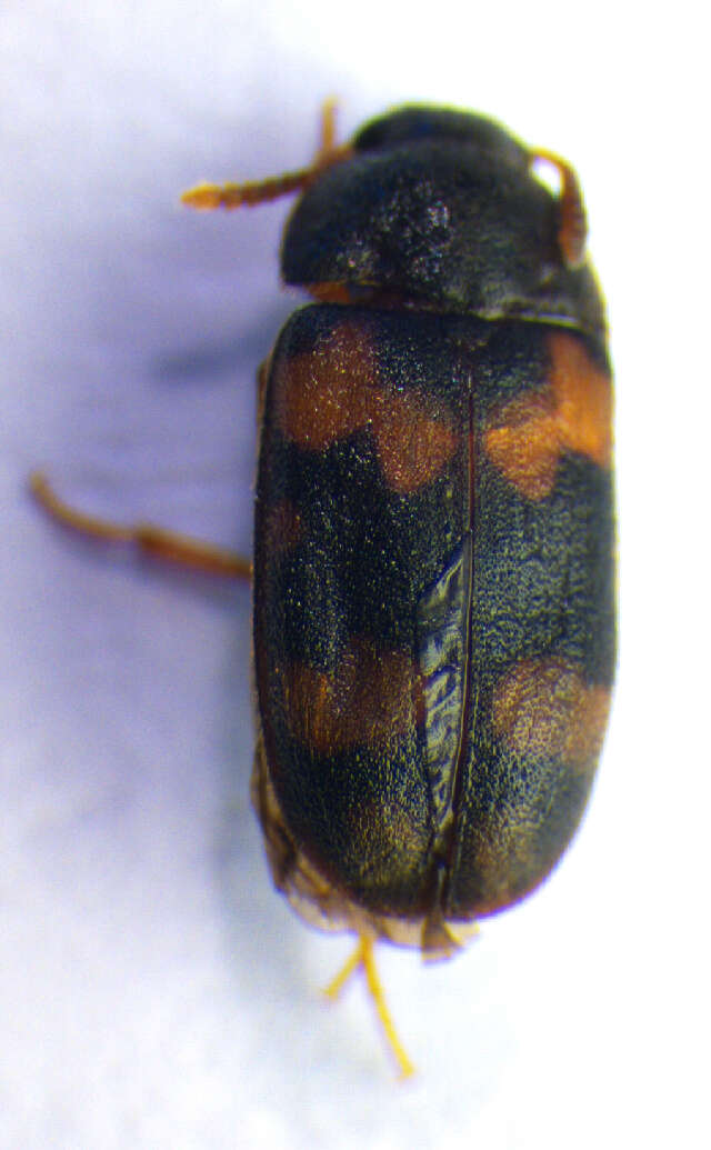 Image of hairy fungus beetle
