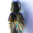 Image of Atheta (Datomicra) nigra (Kraatz 1856)