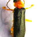 Image of <i>Cantharis thoracica</i>