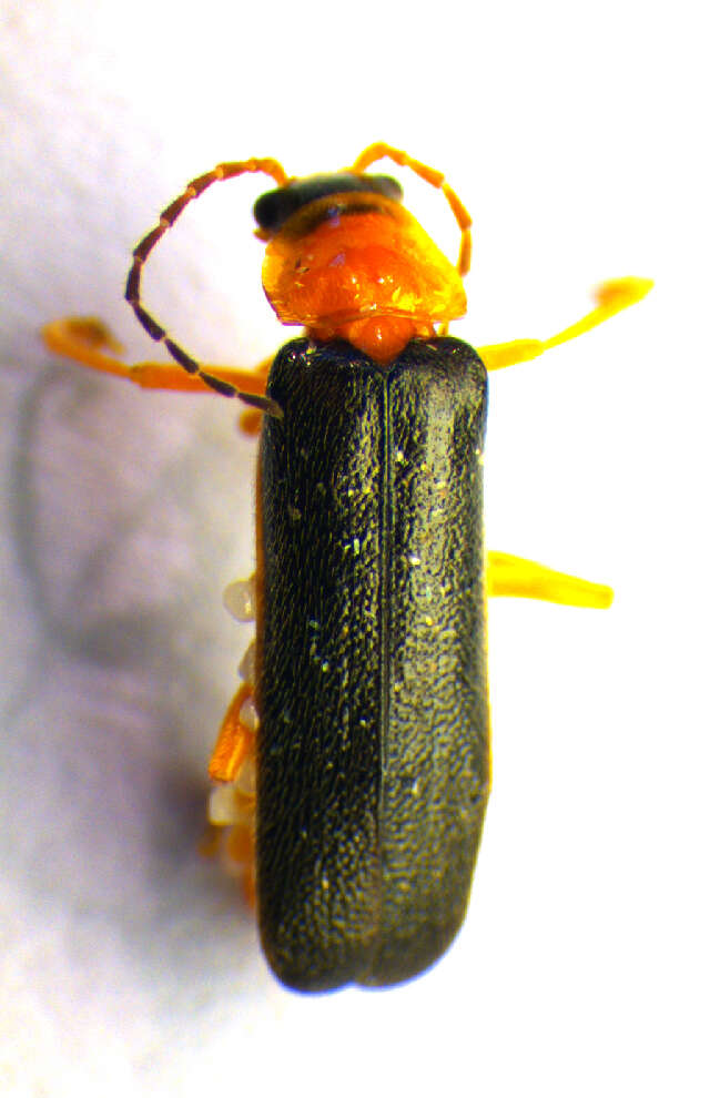 Image of <i>Cantharis thoracica</i>