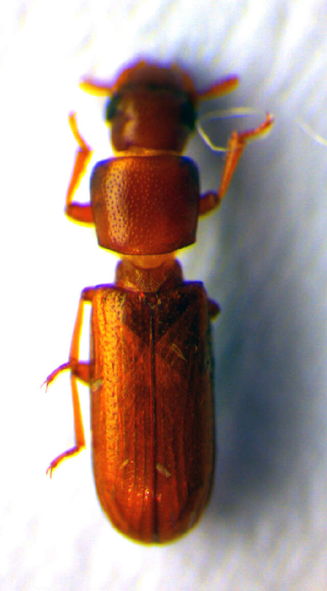 Image of Long-Headed Flour Beetle