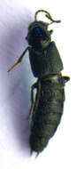 Image of Philonthus (Philonthus) punctus (Gravenhorst 1802)