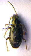 Image of Bembidion (Eupetedromus) dentellum (Thunberg 1787)