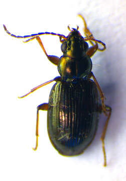 Image of Bembidion (Eupetedromus) dentellum (Thunberg 1787)