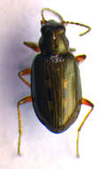 Image of Bembidion (Bracteon) velox (Linnaeus 1760)