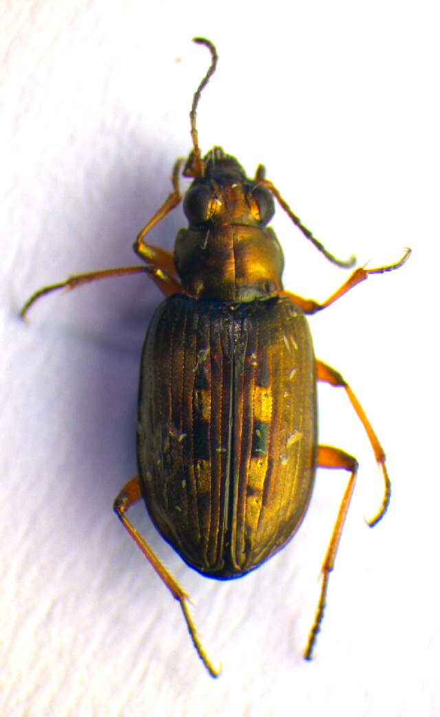 Image of Bembidion (Bracteon) velox (Linnaeus 1760)