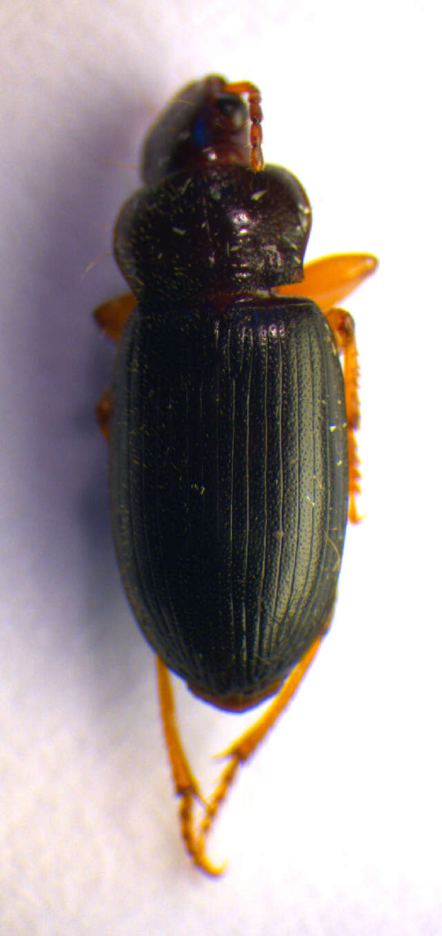 Ophonus (Metophonus) rufibarbis (Fabricius 1792) resmi