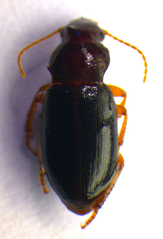 Ophonus (Metophonus) rufibarbis (Fabricius 1792) resmi