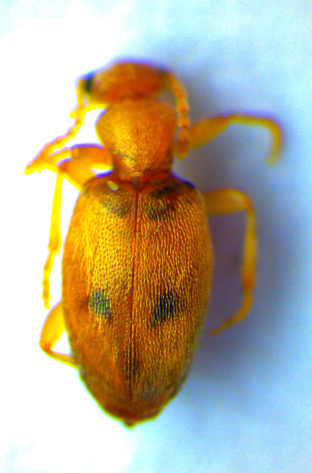 Plancia ëd <i>Anthicus bimaculatus</i>