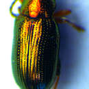 Image of Crepidodera plutus