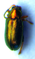 Image of Crepidodera plutus