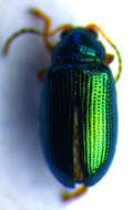 Image of Crepidodera plutus