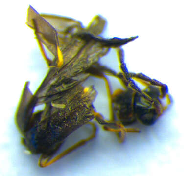 صورة <i>Malthodes debilis</i>