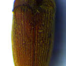 Image of <i>Trixagus atticus</i>