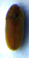 Image of <i>Trixagus atticus</i>