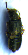 Image of <i>Thinodromus mannerheimi</i>